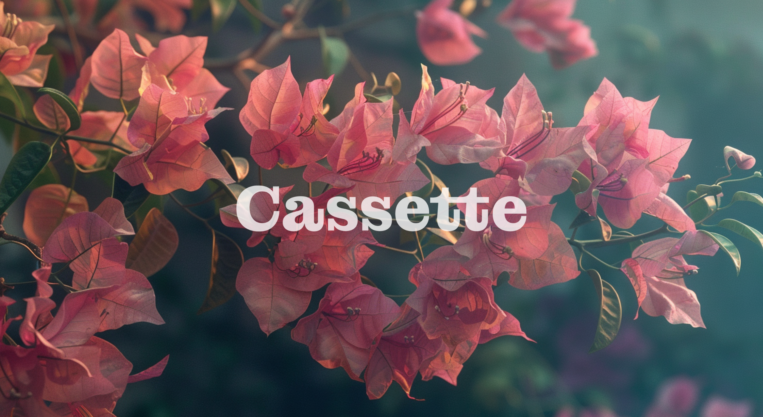 A banner that reads Cassette with a background of boungainvilleas 